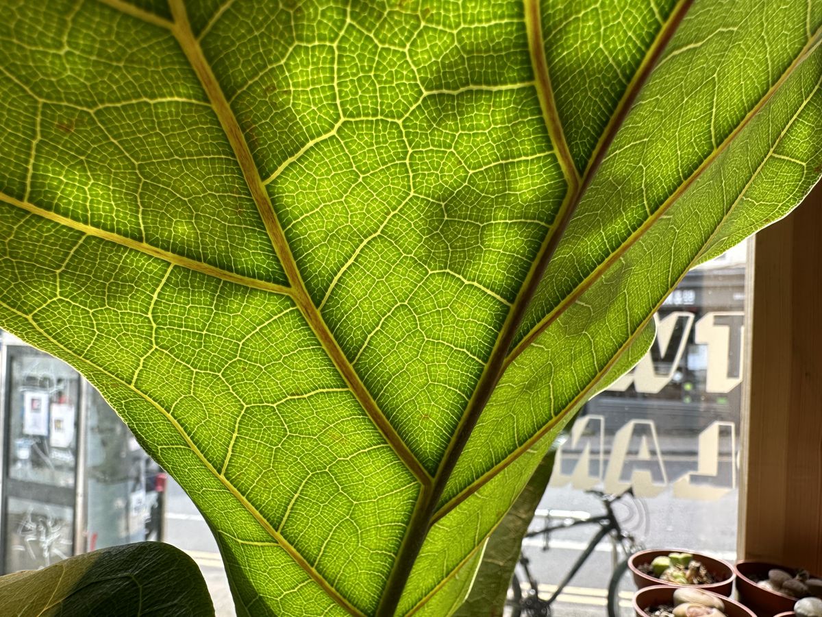 iPhone 14 Pro Max camera sample leaf 1x zoom
