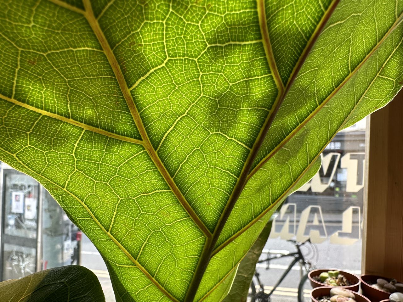 iPhone 14 Pro Max camera sample leaf 1x zoom