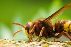 Hornet, parasite home