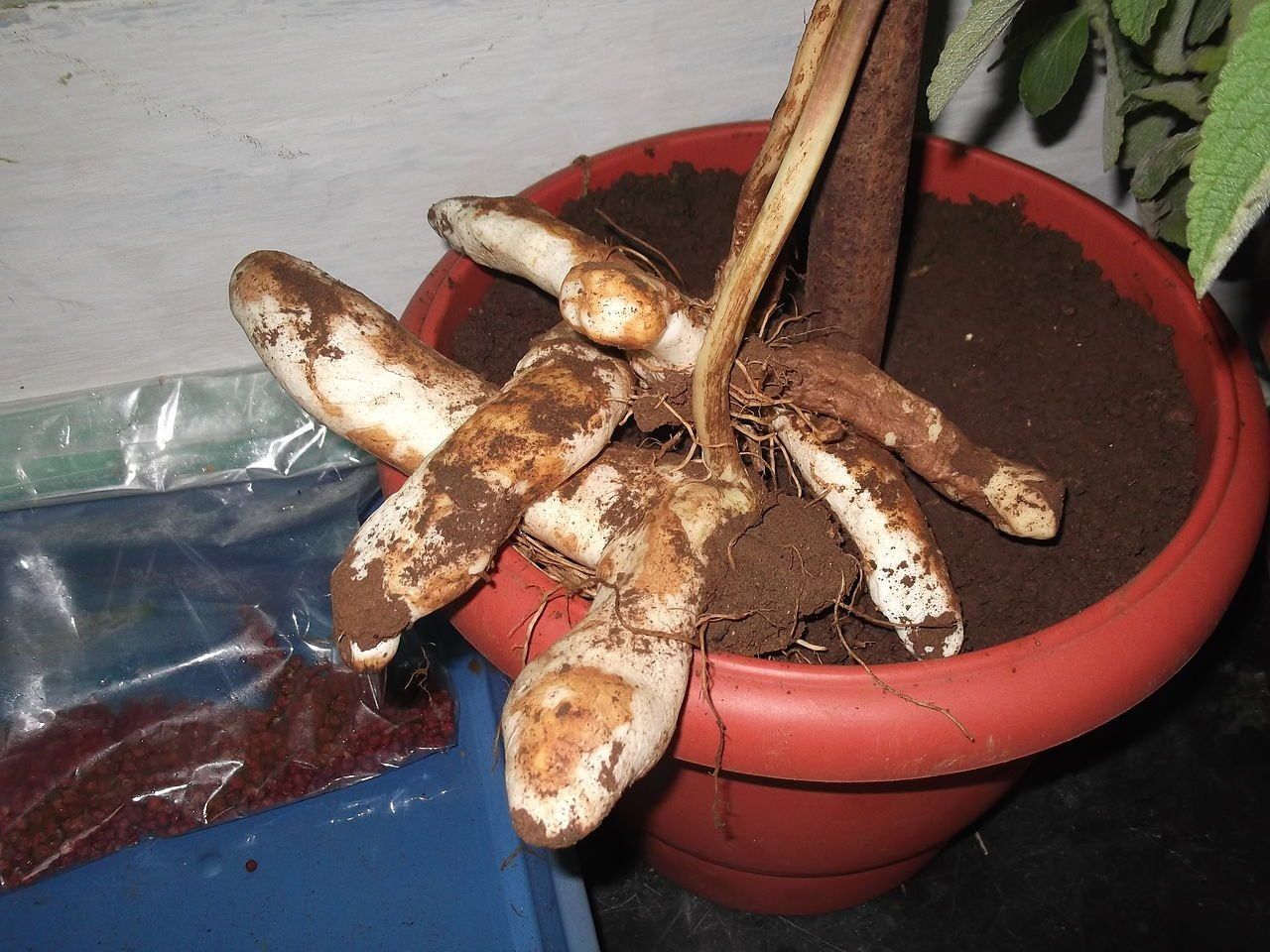 Gloriosa Lily Tubers