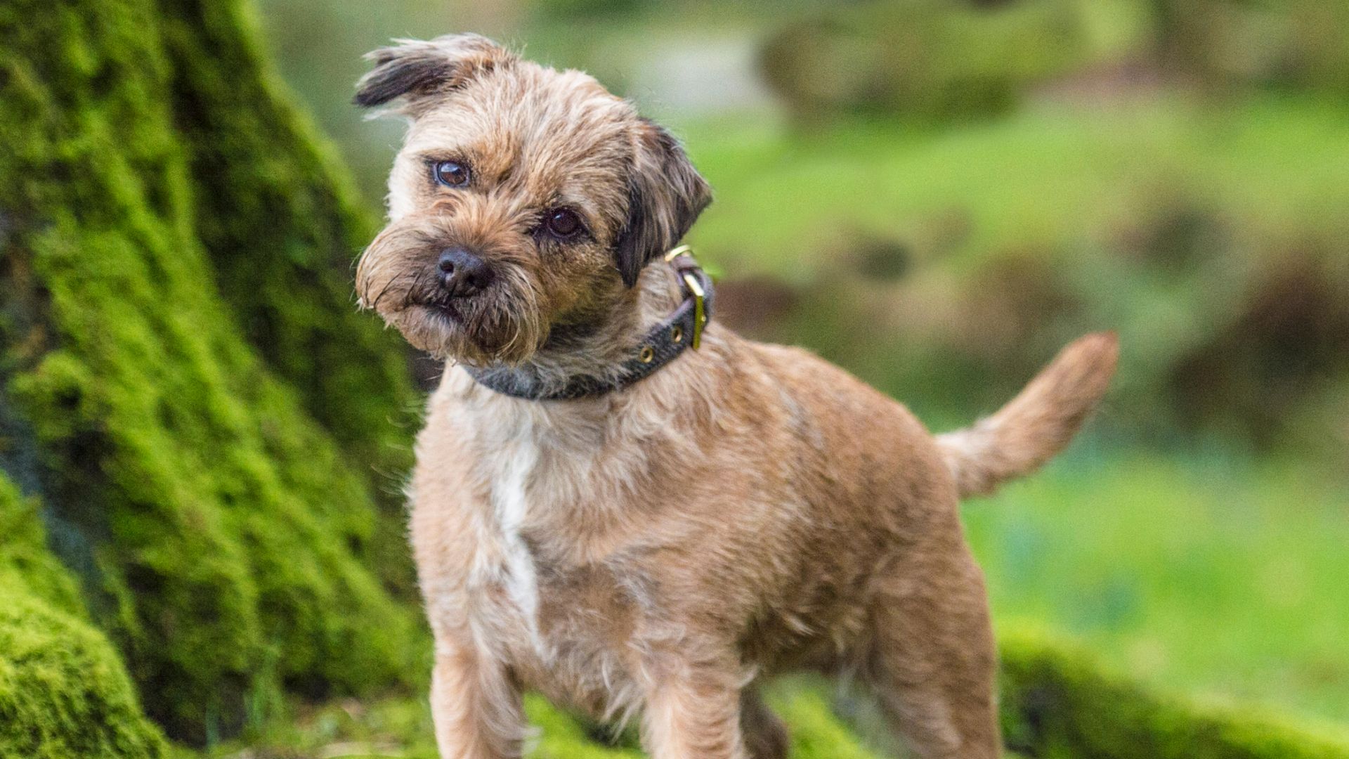Border Terrier cocking its head