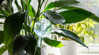 Self-watering bulbs for plants