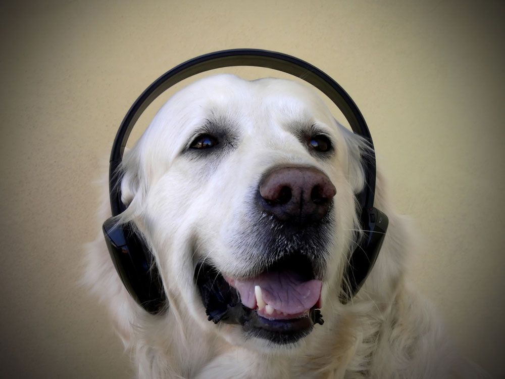 dog with headphones