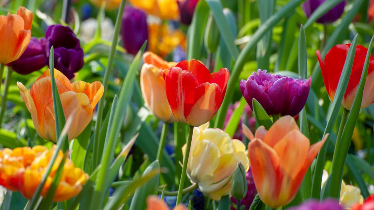 Planting bulbs: follow our top tips on how to get great results with ...