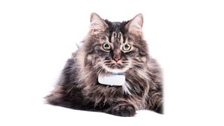 Tractive GPS Tracker for Cats review