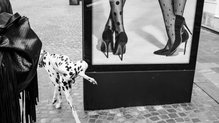Dalmatian stands beside a boutique window displaying polka-dot and fishnet high heels on a cobblestone street.