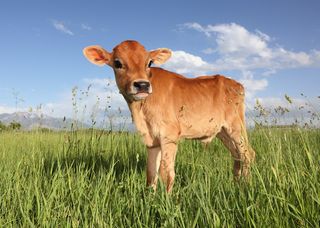 calf, nurture, environment