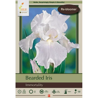 Iris bulbs