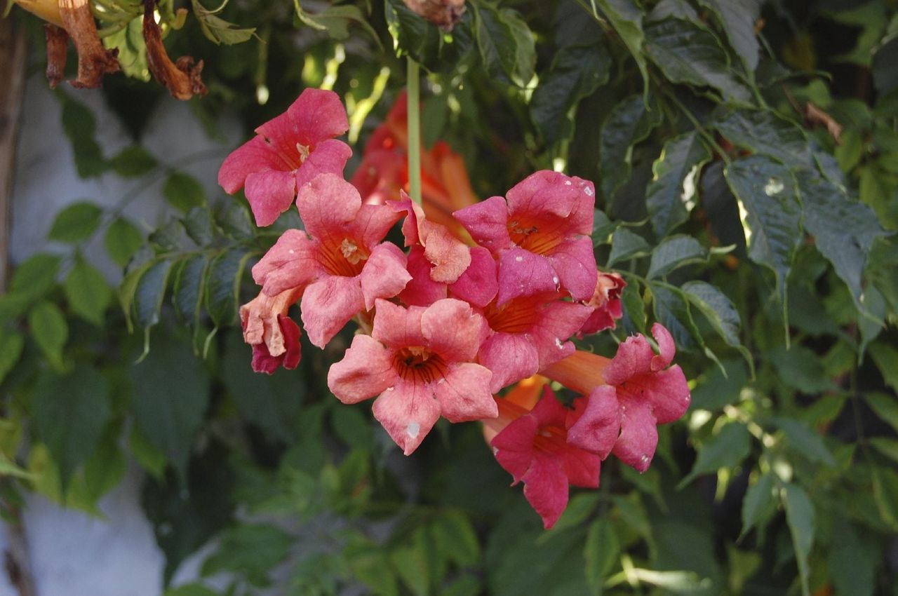 Trumpet Vines