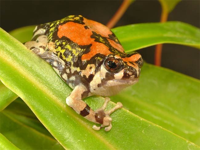 Rainbow Frog