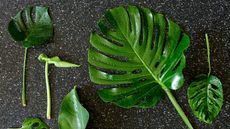 monstera leaves on a black background