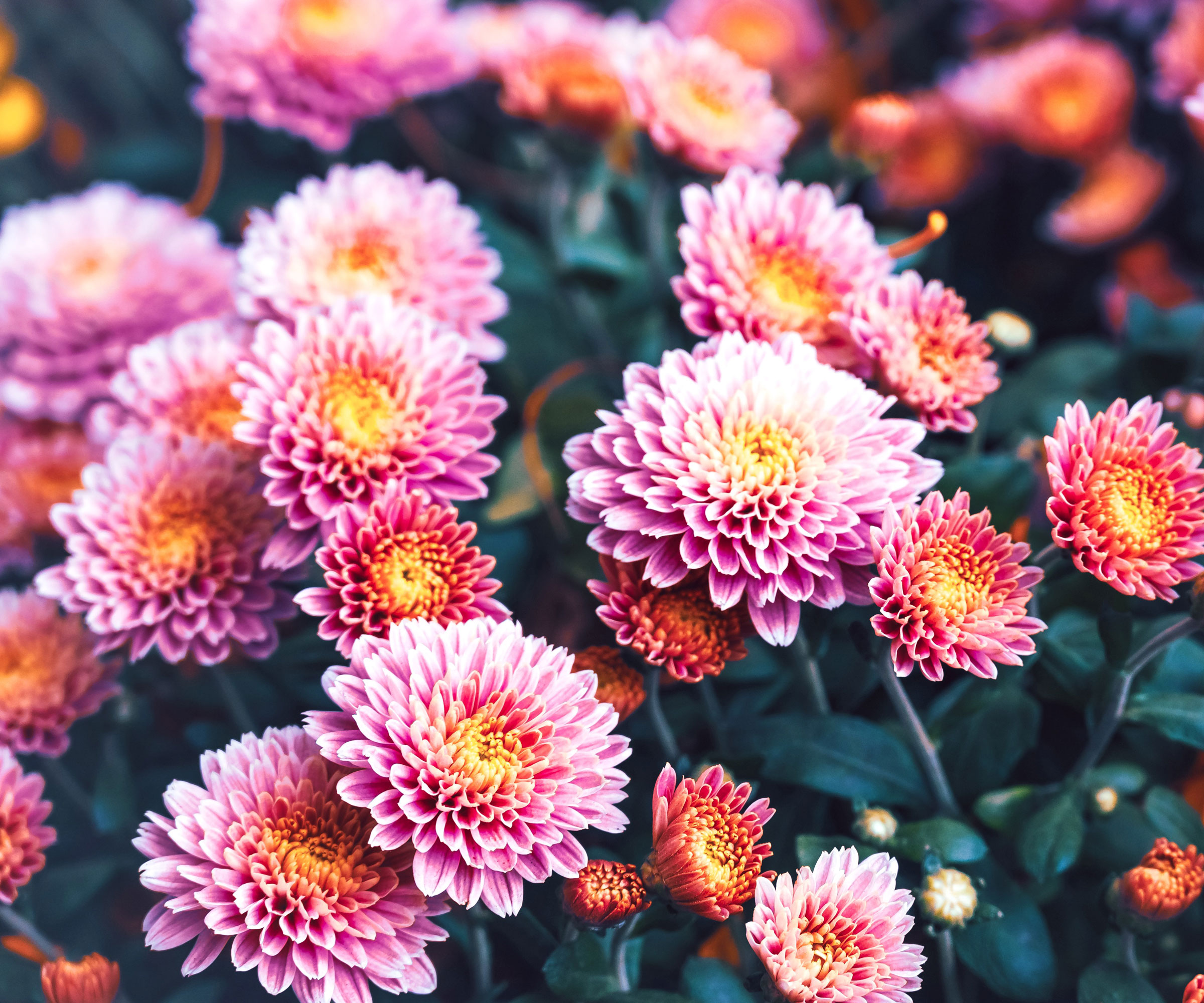 chrysanthemum plants with pink flowers