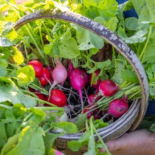 radishes in basket 