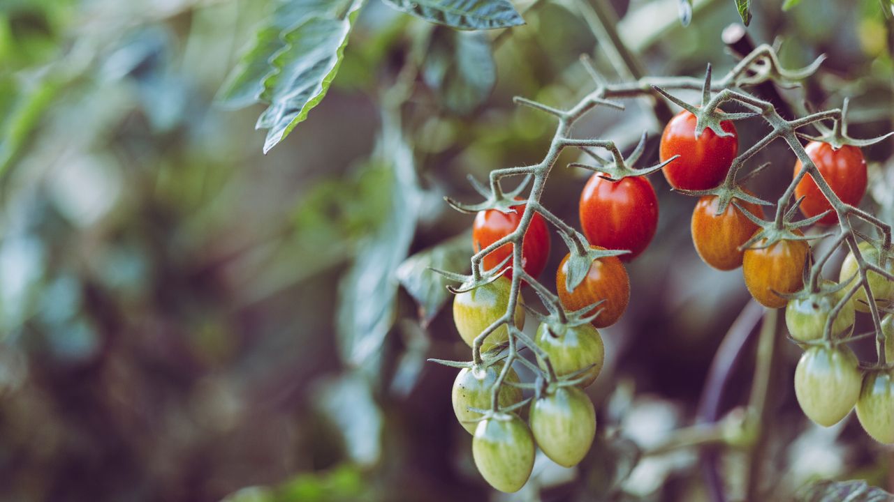 Monty Don’s June vegetable garden tips