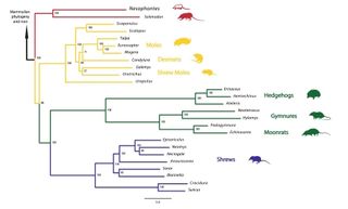 A family tree showing how Nesophontes is related to other mammals.