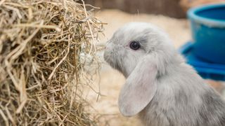 Rabbit eating some of the best hay for rabbits