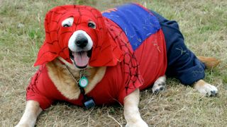 Dog dressed as spiderman