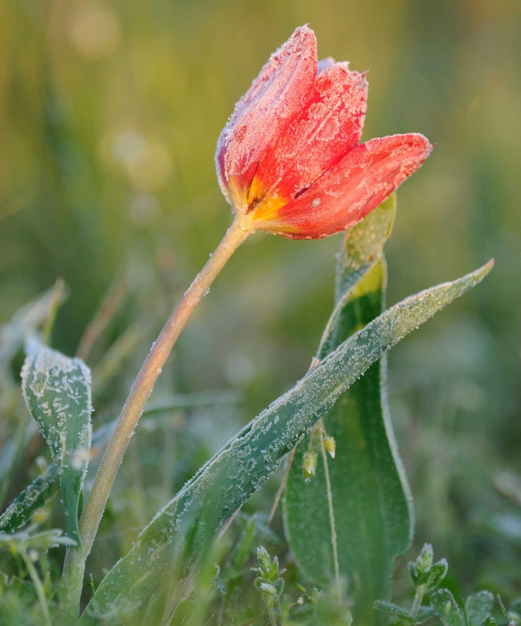 How to protect tulips from frost 3 simple ways Homes & Gardens