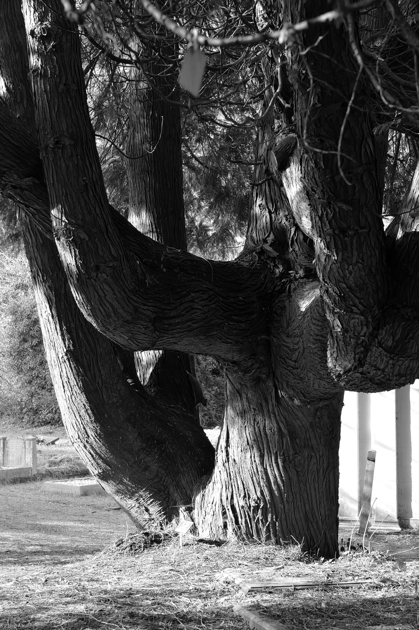 Leica Q3 Monochrom vs Leica Leitzphone comparison