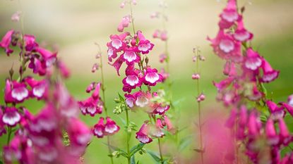 pink flowers of penstemon 
