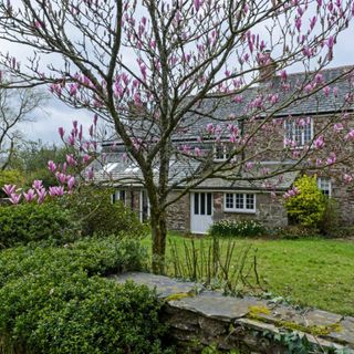 Magnolia tree with pink flowers, lawn and farmhouse in the background. Emily Hutchings and Raymond Seager's renovated family home, a five bedroom 18th century Grade II listed farmhouse in Devon.