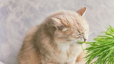 Fluffy ginger cat eating fresh cat grass