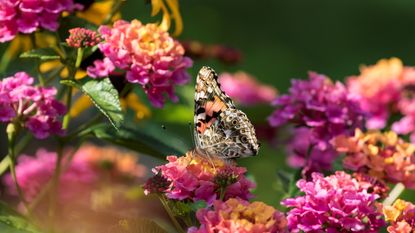 Lantana with pink blooms and butterfly