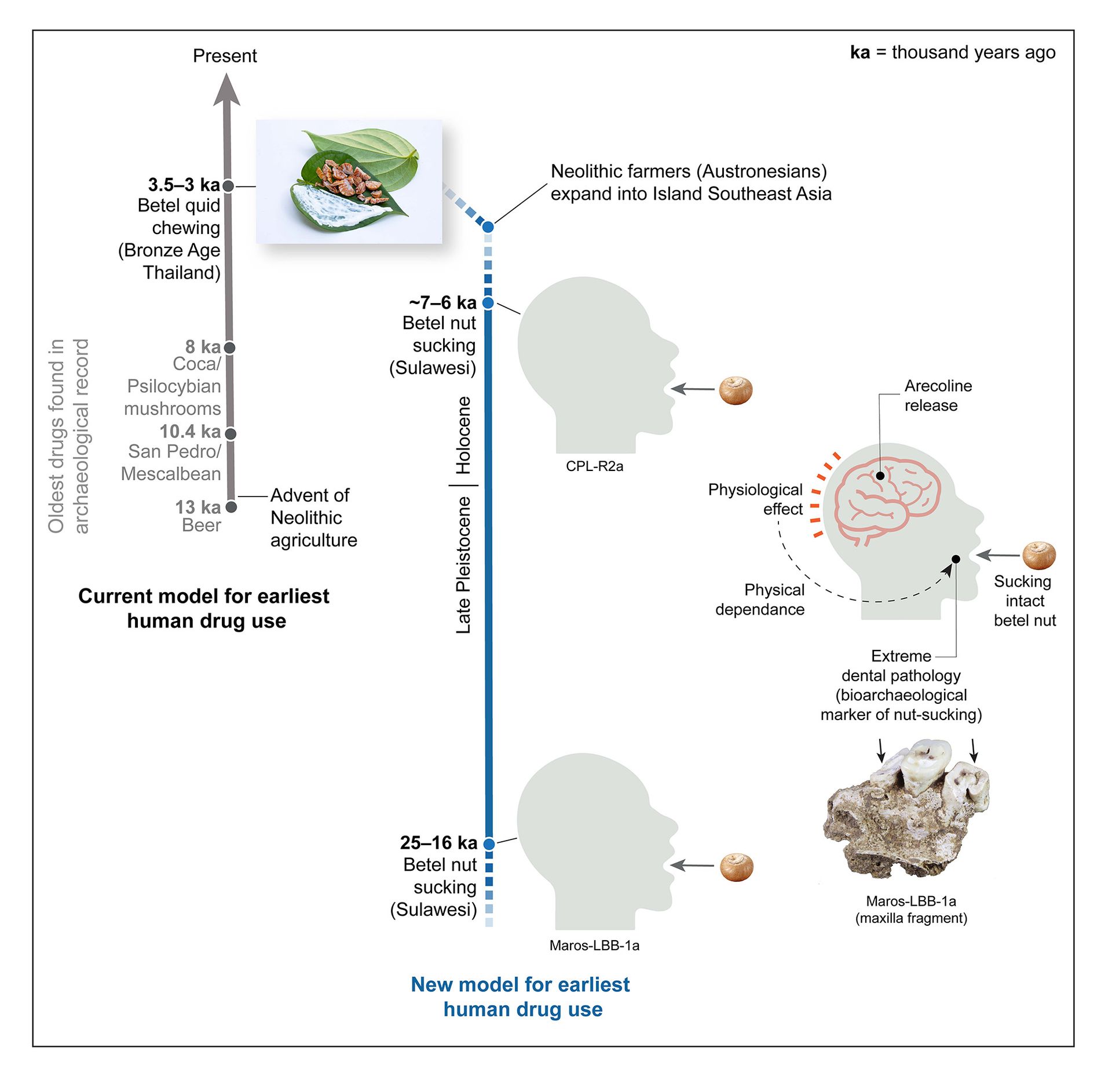 A diagram showing drug in people.