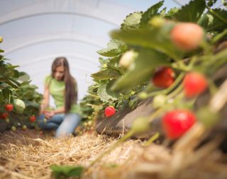 Worker picking strawberries in fruit farm