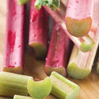 Victoria Rhubarb Plant