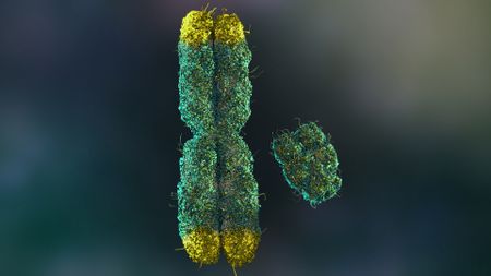 A 3D illustration of two chromosomes, with the larger X chromosome on the left with its four ends dipped in yellow to show the telomeres, while the shorter Y chromosome is to the right.