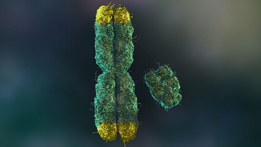 A 3D illustration of two chromosomes, with the larger X chromosome on the left with its four ends dipped in yellow to show the telomeres, while the shorter Y chromosome is to the right. 