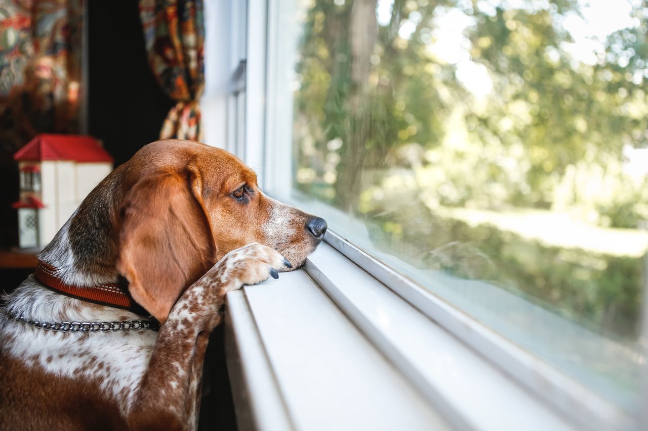 Fresh Look at How To Stop Your Dog Barking At Loud Noises And
