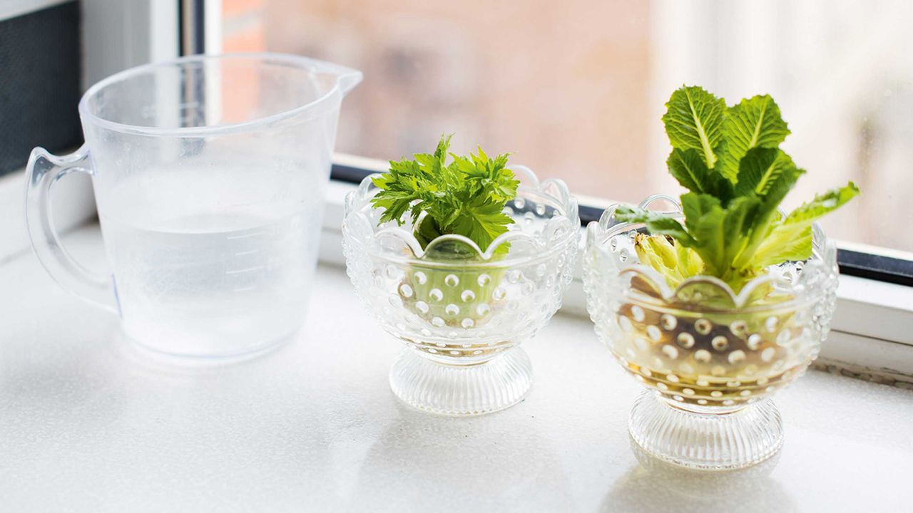 celery growing from a bulb in water on a windowsill