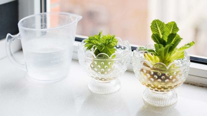 growing celery from scraps in a bowl of water on windowsill