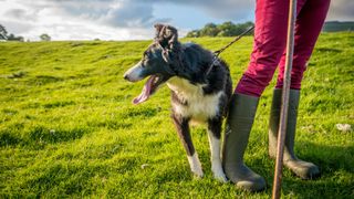 Dog walking with owner on a lead — Best pet accessories