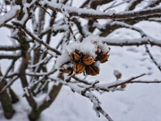 hibiscus stems covered in snow