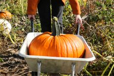 Orange pumpkin in a wheelbarrow