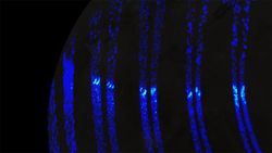 Blue stripe-like features shown in pairs going vertically against a black background.