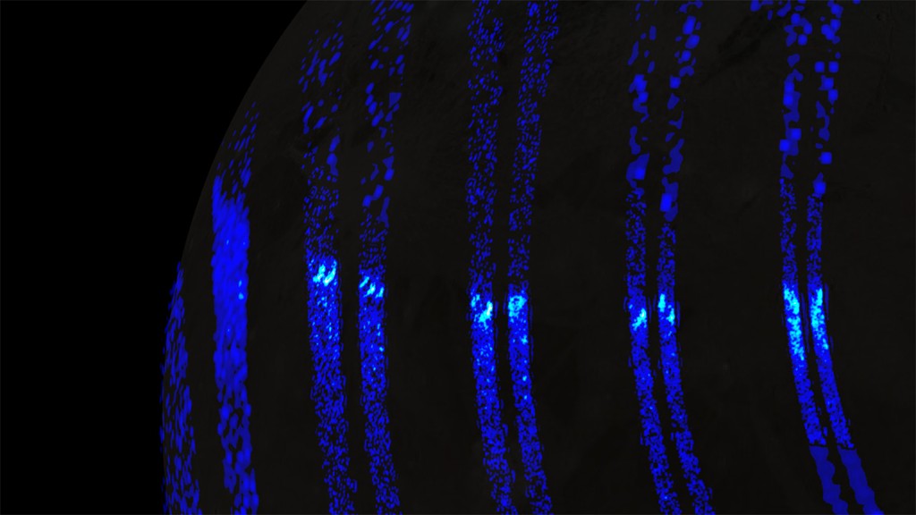 Blue stripe-like features shown in pairs going vertically against a black background.