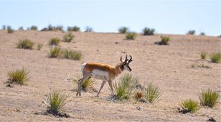 Pronghorn are fastest mammal in North America