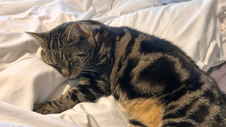 Nala lying down on a white duvet