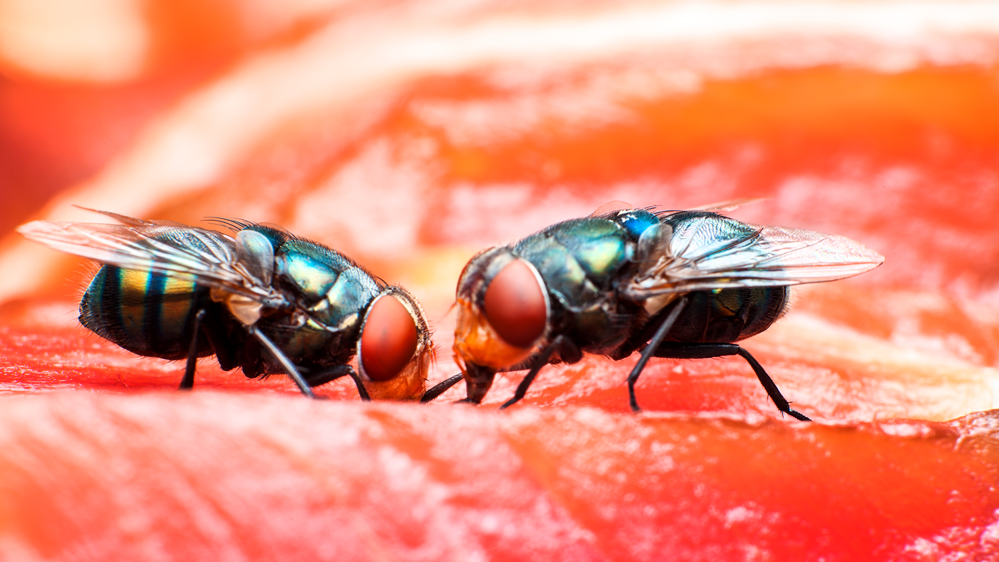 Flies on meat