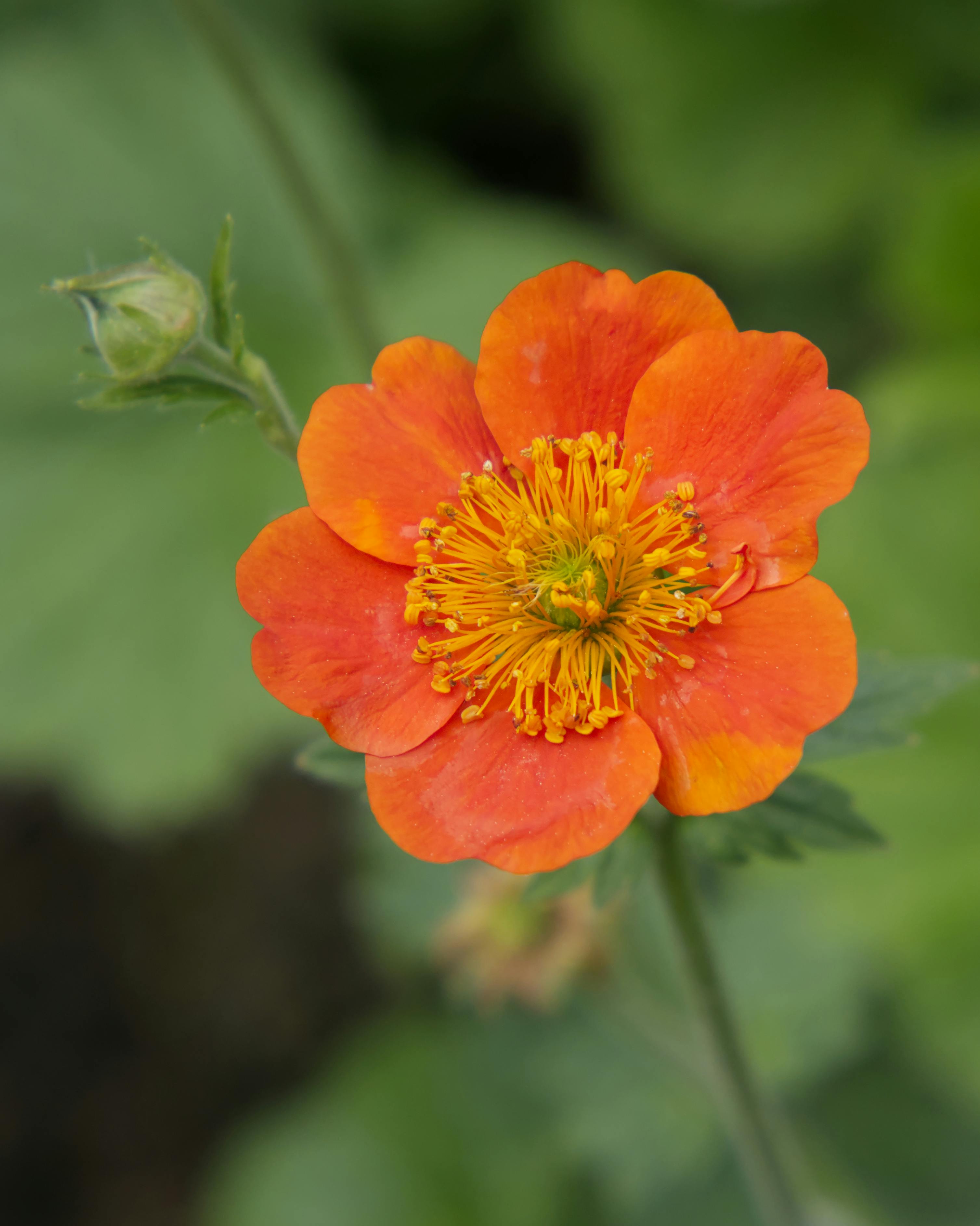 close up of orange geum flower