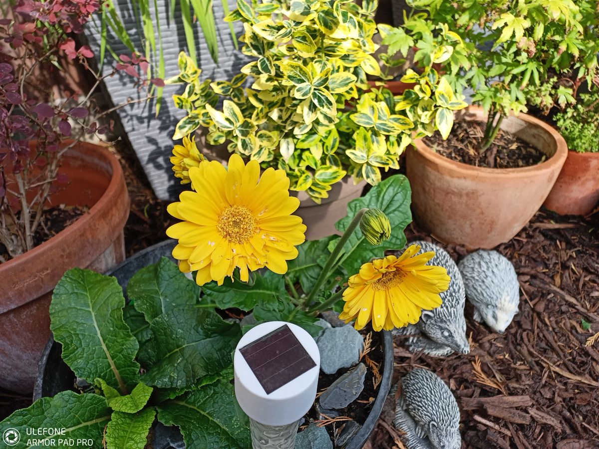 Ulefone Armor Pad Pro Photo Examples