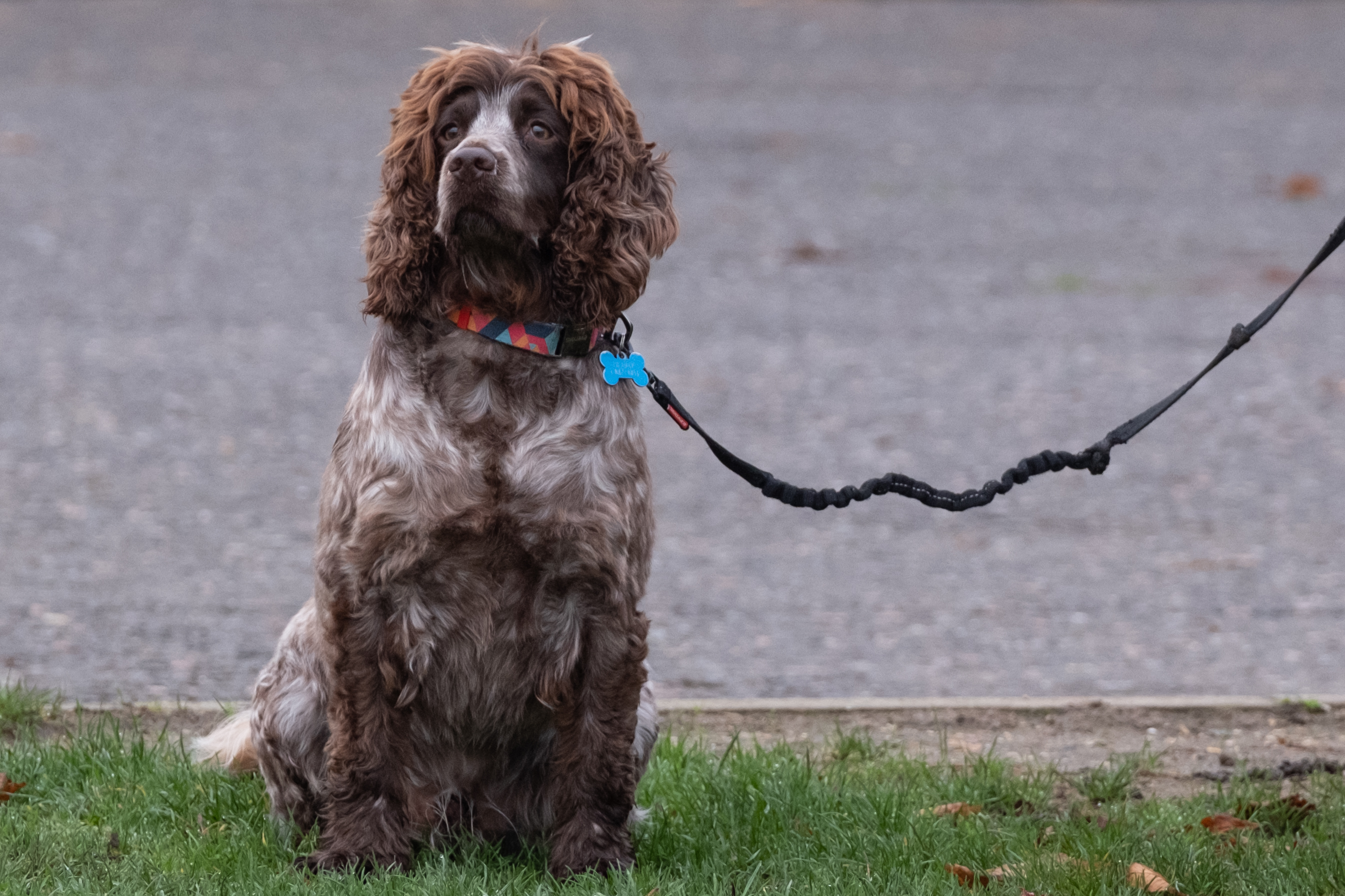 A dog on a lead sitting on the grass
