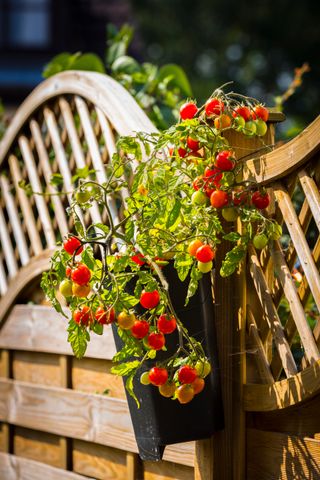 A tomato plant in a basket container hung on a wooden fence