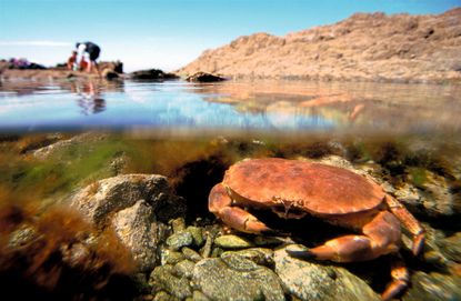 The familiar edible or brown crab (Cancer pagurus) sports a distinctive pie-crust shell. Credit: Christopher Courteau/NaturePL.com