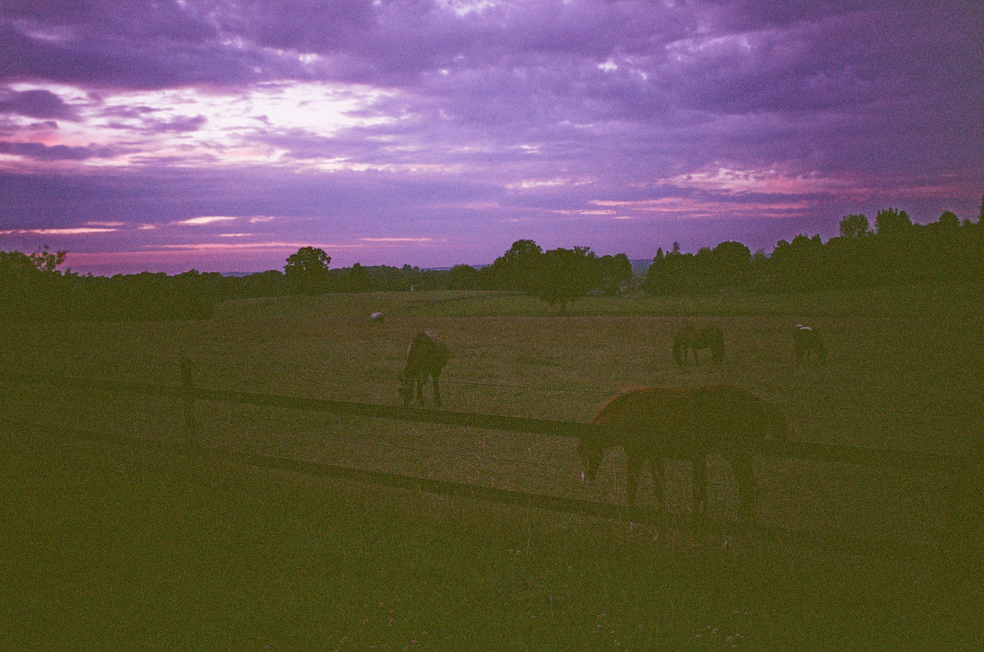 Leica MP color film scan of a field with horses at last light