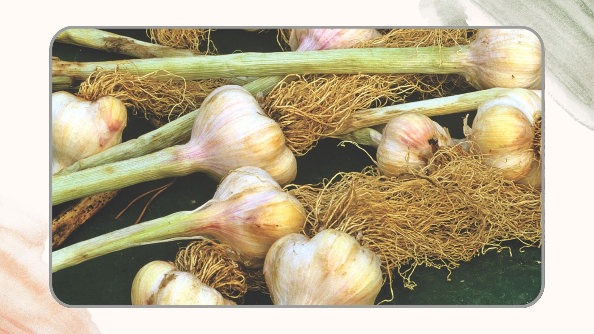Garlic bulbs